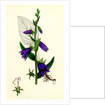 Campanula Rapunculoides Creeping Bell-Flower by Anonymous