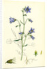 Campanula Rotundifolia Hare-Bell by Anonymous