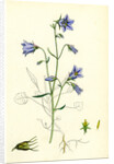 Campanula Rotundifolia Hare-Bell by Anonymous