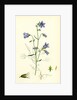 Campanula Rotundifolia Hare-Bell by Anonymous