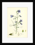 Campanula Rotundifolia Hare-Bell by Anonymous