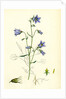 Campanula Rotundifolia Hare-Bell by Anonymous