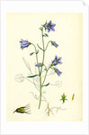 Campanula Rotundifolia Hare-Bell by Anonymous