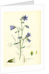 Campanula Rotundifolia Hare-Bell by Anonymous