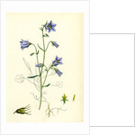 Campanula Rotundifolia Hare-Bell by Anonymous