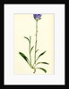 Campanula Persicifolia Peach-Leaved Bell-Flower by Anonymous