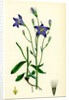 Campanula Patula Spreading Bell-Flower by Anonymous
