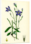 Campanula Patula Spreading Bell-Flower by Anonymous
