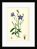 Campanula Patula Spreading Bell-Flower by Anonymous