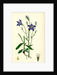 Campanula Patula Spreading Bell-Flower by Anonymous