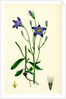 Campanula Patula Spreading Bell-Flower by Anonymous