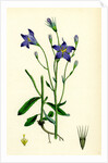 Campanula Patula Spreading Bell-Flower by Anonymous