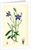 Campanula Patula Spreading Bell-Flower by Anonymous