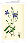 Campanula Patula Spreading Bell-Flower by Anonymous