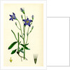 Campanula Patula Spreading Bell-Flower by Anonymous
