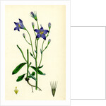 Campanula Patula Spreading Bell-Flower by Anonymous
