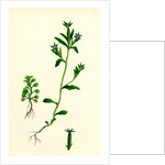 Campanula Hybrida Small-Flowered Venus'-Looking-Glass by Anonymous