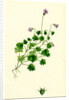 Campanula Hederacea Ivy-Leaved Bell-Flower by Anonymous