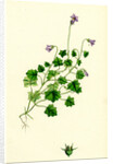 Campanula Hederacea Ivy-Leaved Bell-Flower by Anonymous