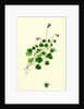 Campanula Hederacea Ivy-Leaved Bell-Flower by Anonymous