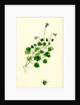 Campanula Hederacea Ivy-Leaved Bell-Flower by Anonymous
