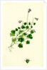 Campanula Hederacea Ivy-Leaved Bell-Flower by Anonymous