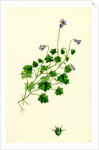 Campanula Hederacea Ivy-Leaved Bell-Flower by Anonymous