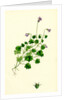 Campanula Hederacea Ivy-Leaved Bell-Flower by Anonymous