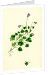 Campanula Hederacea Ivy-Leaved Bell-Flower by Anonymous