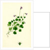 Campanula Hederacea Ivy-Leaved Bell-Flower by Anonymous