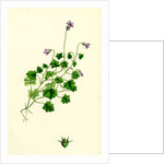 Campanula Hederacea Ivy-Leaved Bell-Flower by Anonymous
