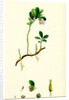 Vaccinium Vitis-Idaea Red Whortleberry by Anonymous