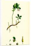 Vaccinium Vitis-Idaea Red Whortleberry by Anonymous