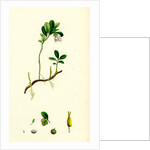 Vaccinium Vitis-Idaea Red Whortleberry by Anonymous