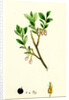Vaccinium Uliginosum Great Bilberry by Anonymous