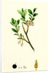 Vaccinium Uliginosum Great Bilberry by Anonymous