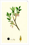 Vaccinium Uliginosum Great Bilberry by Anonymous