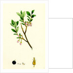 Vaccinium Uliginosum Great Bilberry by Anonymous