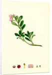 Arctostaphylos Uva-Ursi Common Bearberry by Anonymous