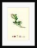 Arctostaphylos Uva-Ursi Common Bearberry by Anonymous