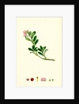 Arctostaphylos Uva-Ursi Common Bearberry by Anonymous