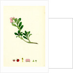 Arctostaphylos Uva-Ursi Common Bearberry by Anonymous