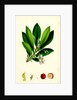 Arbutus Unedo Strawberry-Tree by Anonymous
