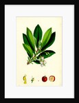 Arbutus Unedo Strawberry-Tree by Anonymous