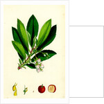 Arbutus Unedo Strawberry-Tree by Anonymous