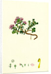 Loiseleuria Procumbens Trailing Azalea by Anonymous