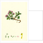 Loiseleuria Procumbens Trailing Azalea by Anonymous