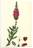 Erica Ciliaris Fringed-Leaved Heath by Anonymous