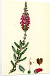 Erica Ciliaris Fringed-Leaved Heath by Anonymous