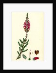 Erica Ciliaris Fringed-Leaved Heath by Anonymous